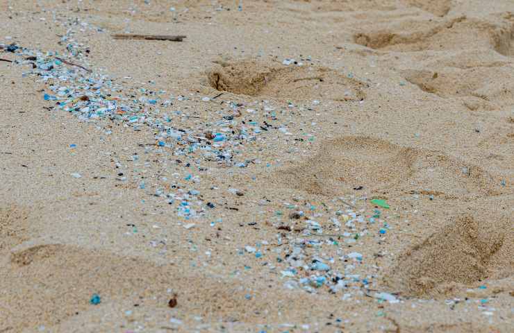 microplastiche nelle alghe artiche