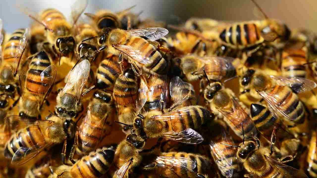 api miele allucinogeno 