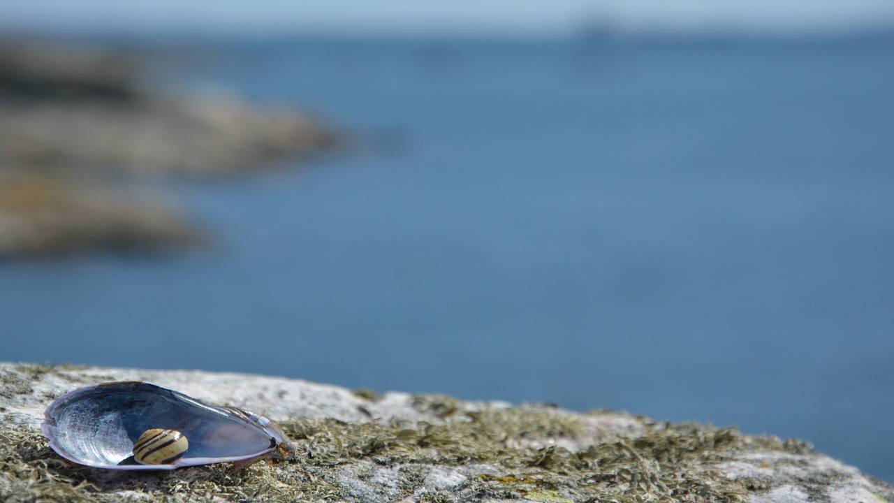 datteri pesca vietata pericolo