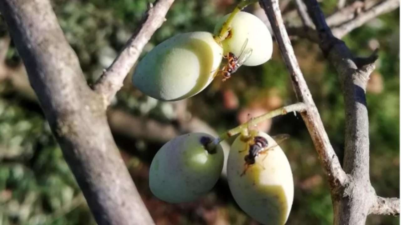 mosca sulle olive trappola 
