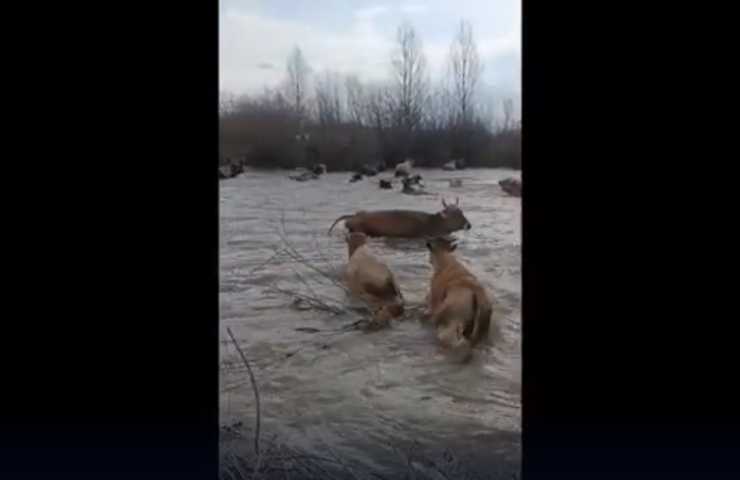 mucche travolte dal fiume