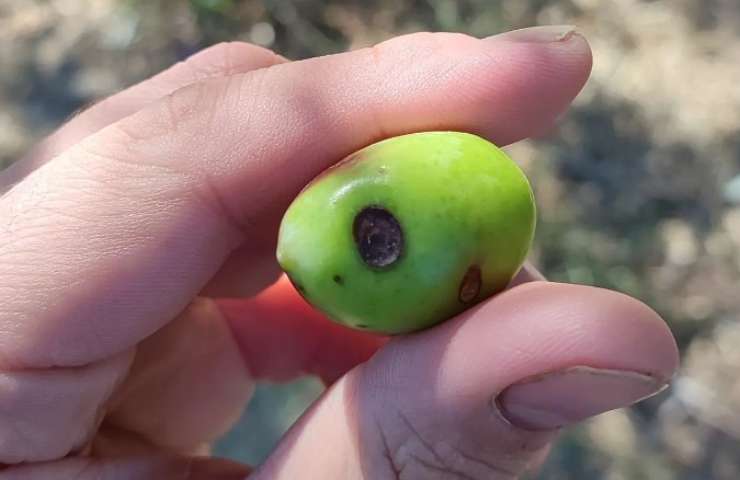 olivo contaminato dalla larva