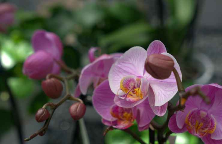 orchidee colorate fiori
