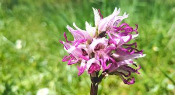 Orchidea scimmia, l’hai mai vista? Scopri la pianta davvero particolare