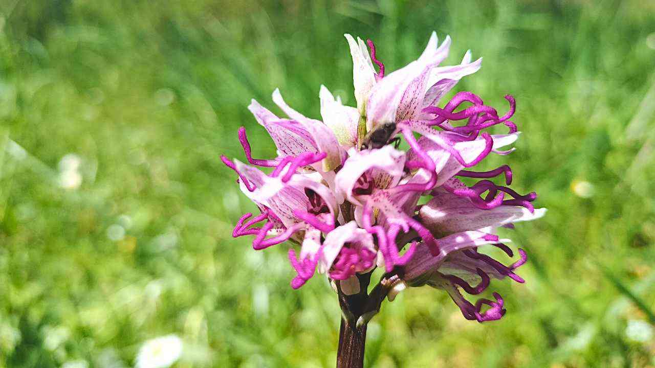 esistono orchidee in italia