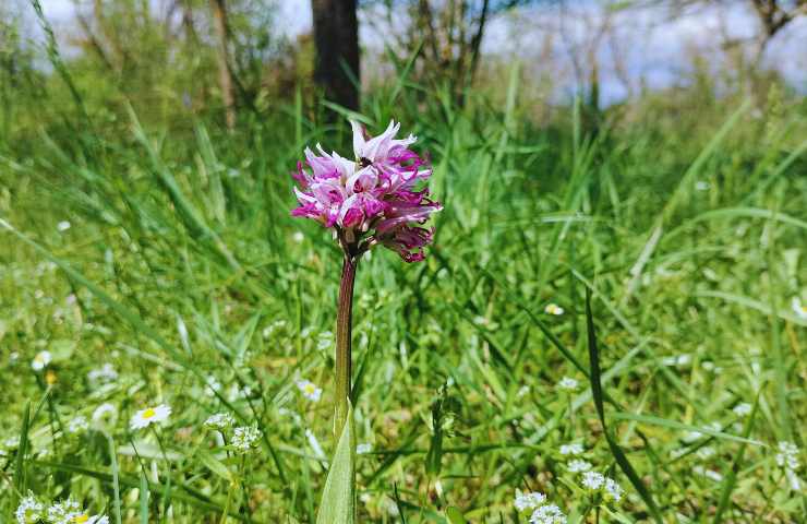 orchidee in natura