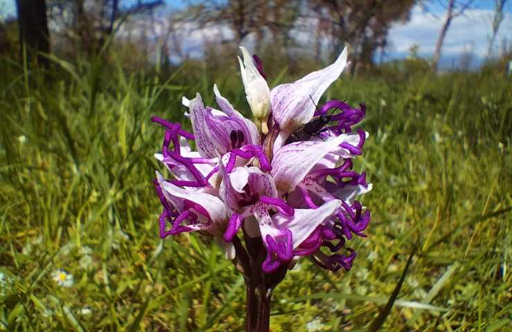 dove vive l'orchis simia