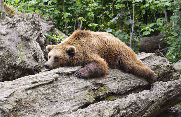orso animale tronco