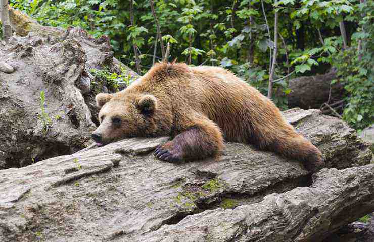orso animale tronco