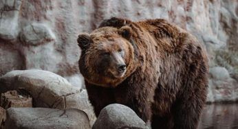 Jj4 e Mj5 per ora non saranno giustiziati, il Tar sospende la condanna