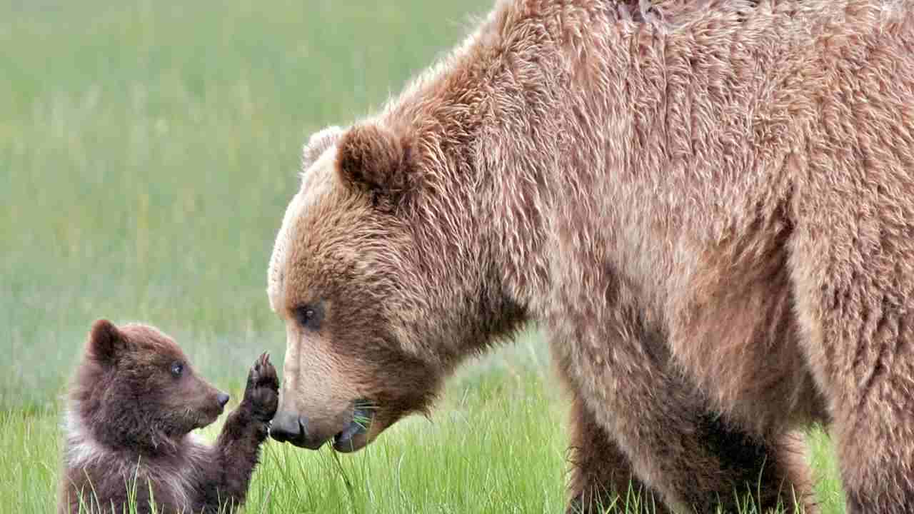 video mamma orsa con il cucciolo in strada