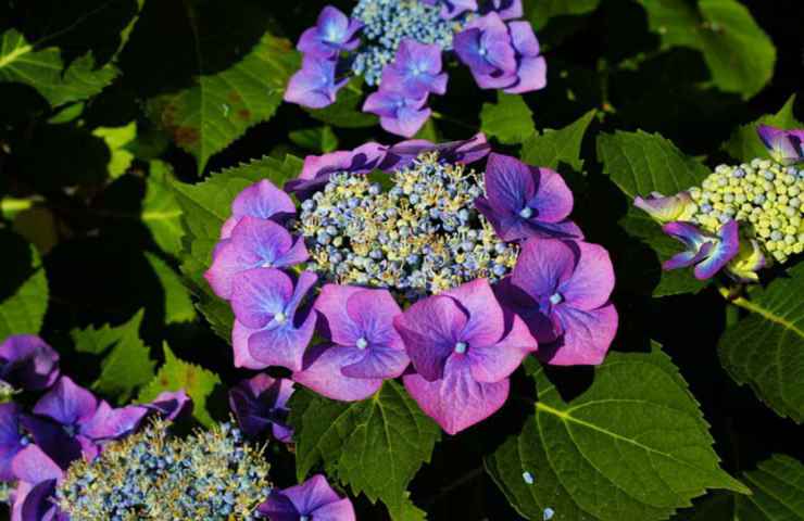 ortensie blu rosa