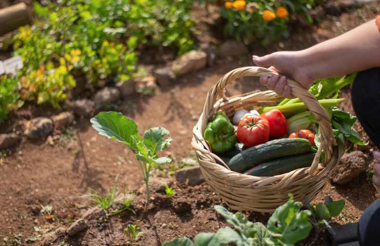 quali piante vanno bene con i pomodori nell'orto