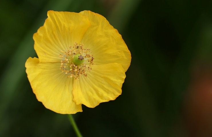 papavero giallo significato