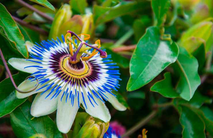 passiflora fiore blu