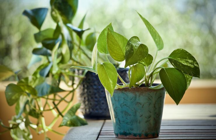 pothos coltivazione vaso