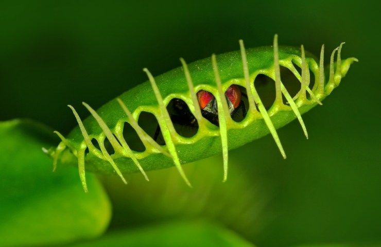 Caratteristiche albero giada pianta grassa origine Sudafrica