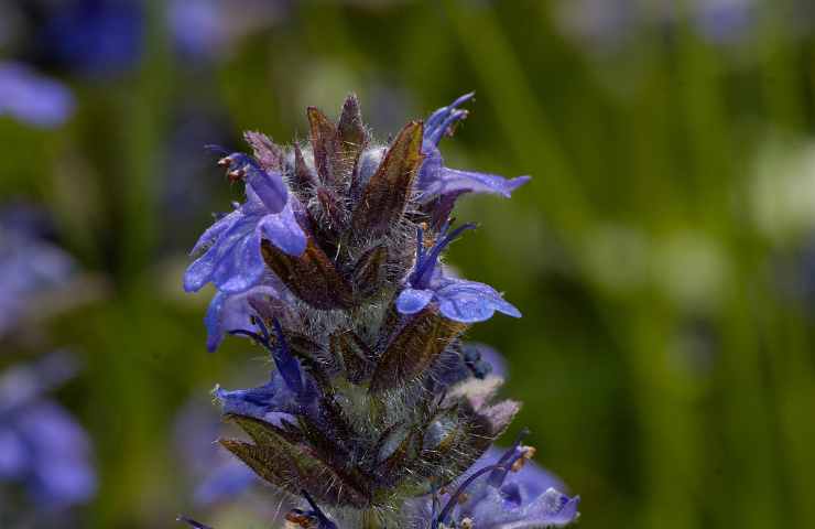 rimedio naturale contro la calvizie