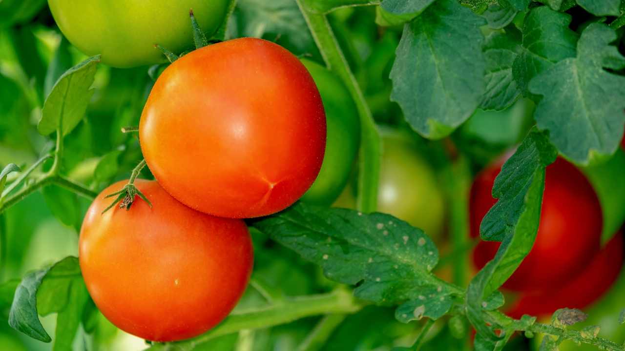 avere i pomodori tutta l'estate