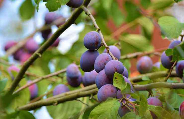 albero prugne frutti natura