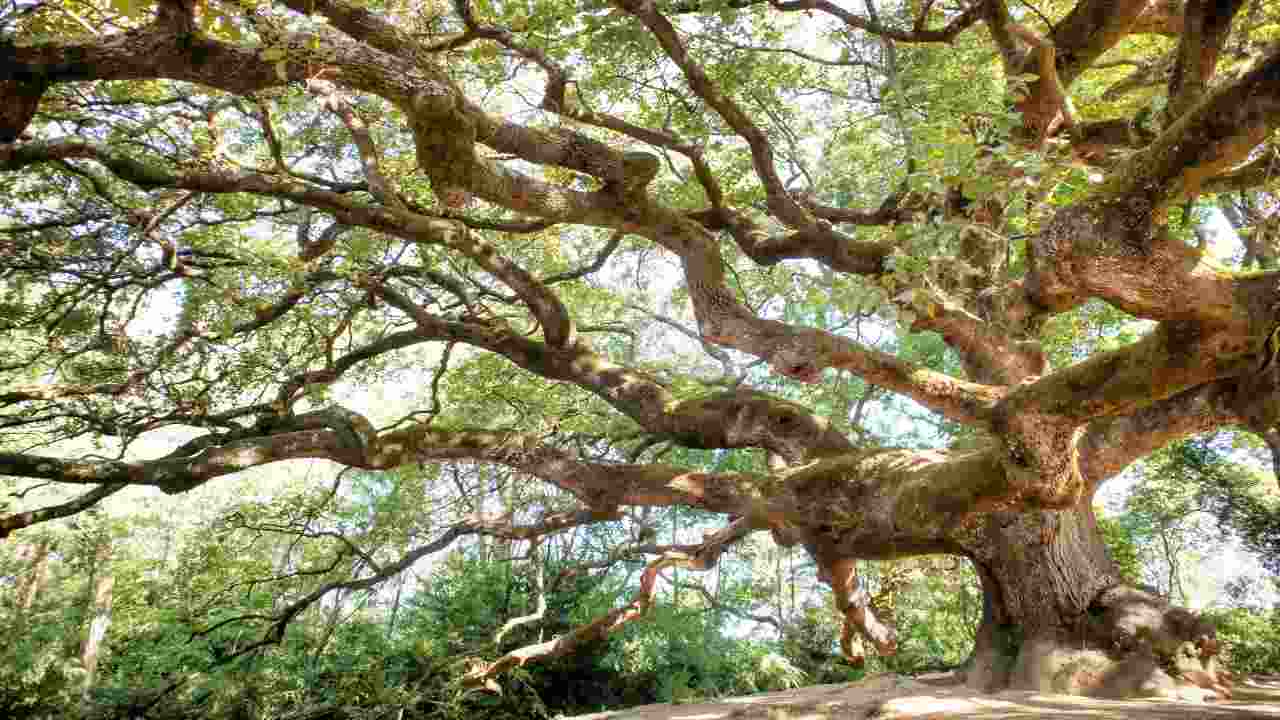 albero secolare imbrattato vandali