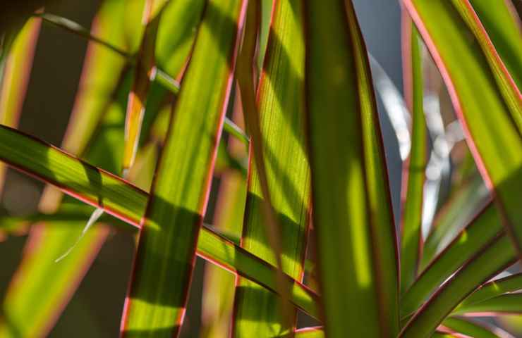 coltivare pianta dracena