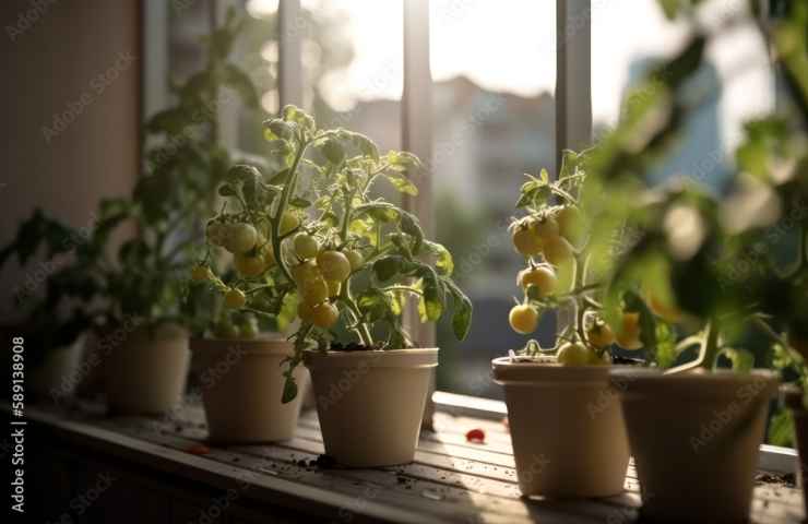 piante finestra luce