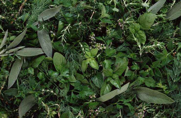 come avere un giardino di aromatiche