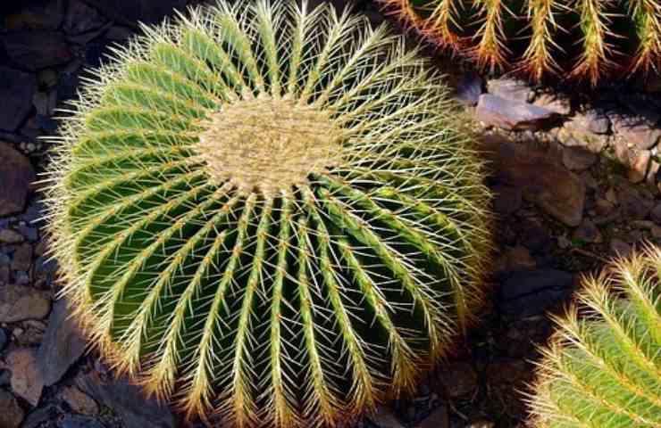 piante innaffiare con acqua a goccia