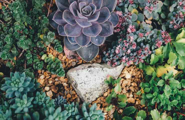 giardino verona succulente