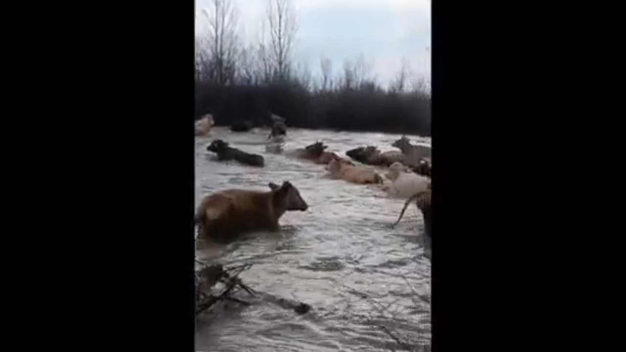 mucche in pericolo nel fiume