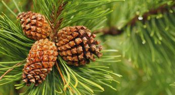 Sciroppo di pigna: un rimedio efficace con pochi centesimi (la ricetta)