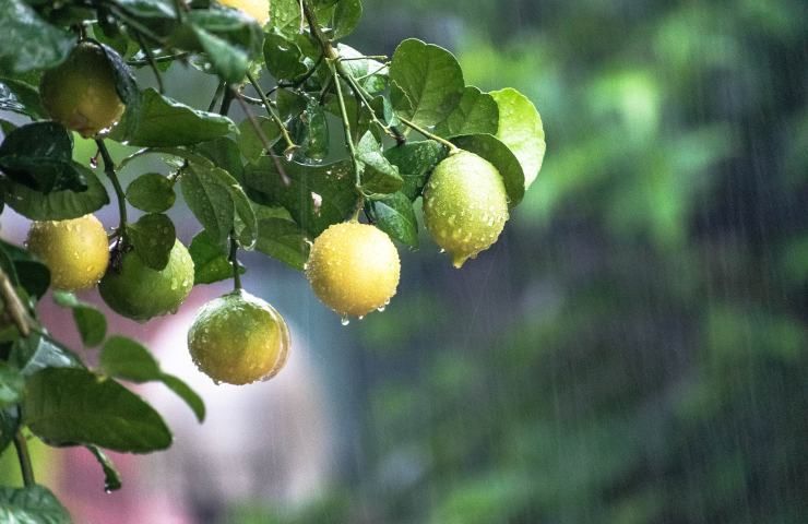 limoni agrumi pioggia 