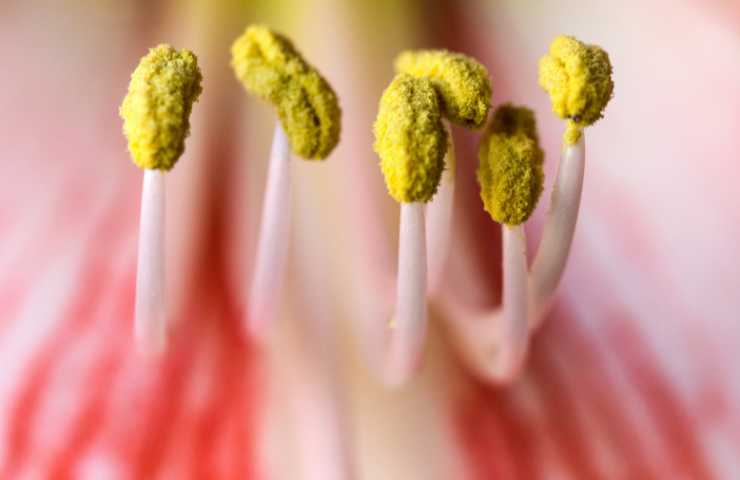 amaryllis si riproducono da seme
