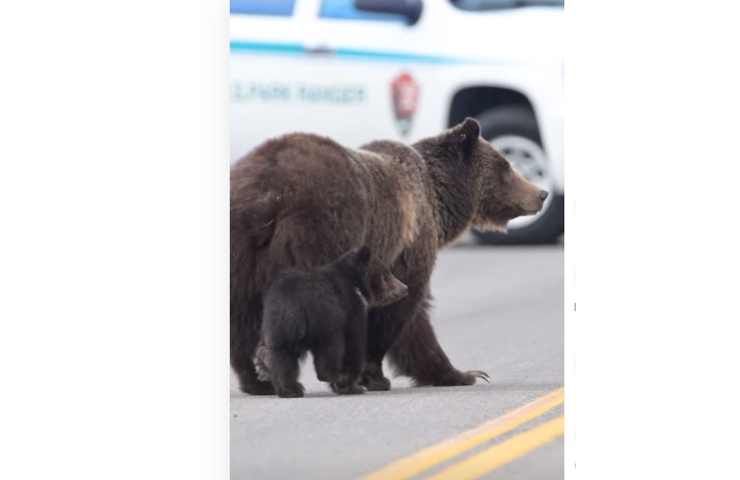 orsa con cucciolo in strada