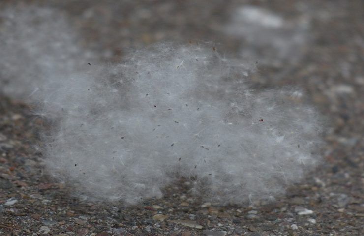 particelle polline trattengono precipitazioni