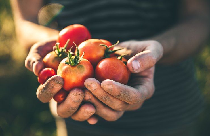 coltivazione pomodori a terra