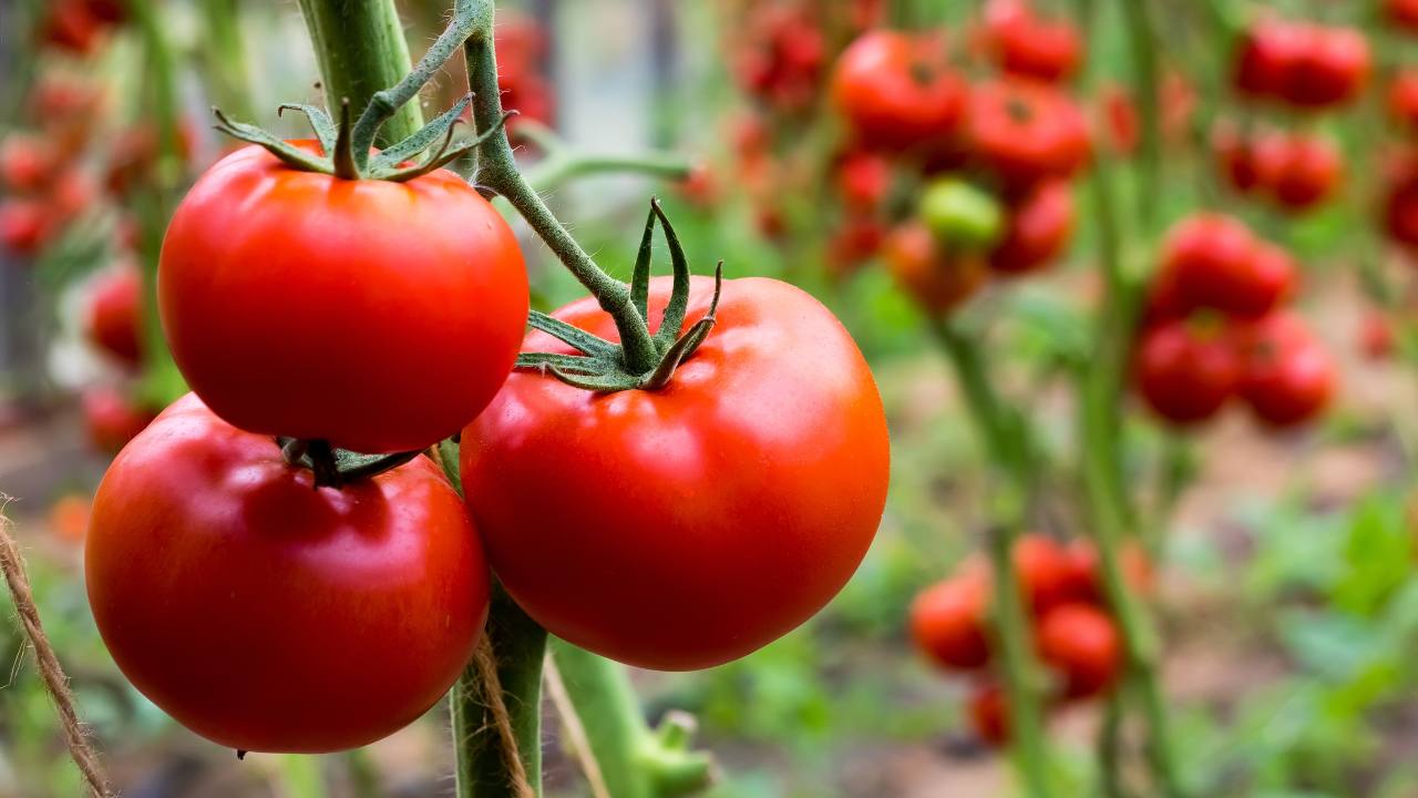 coltivazione pomodori a terra