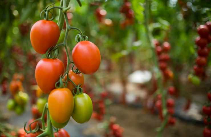 coltivare i pomodori a casa