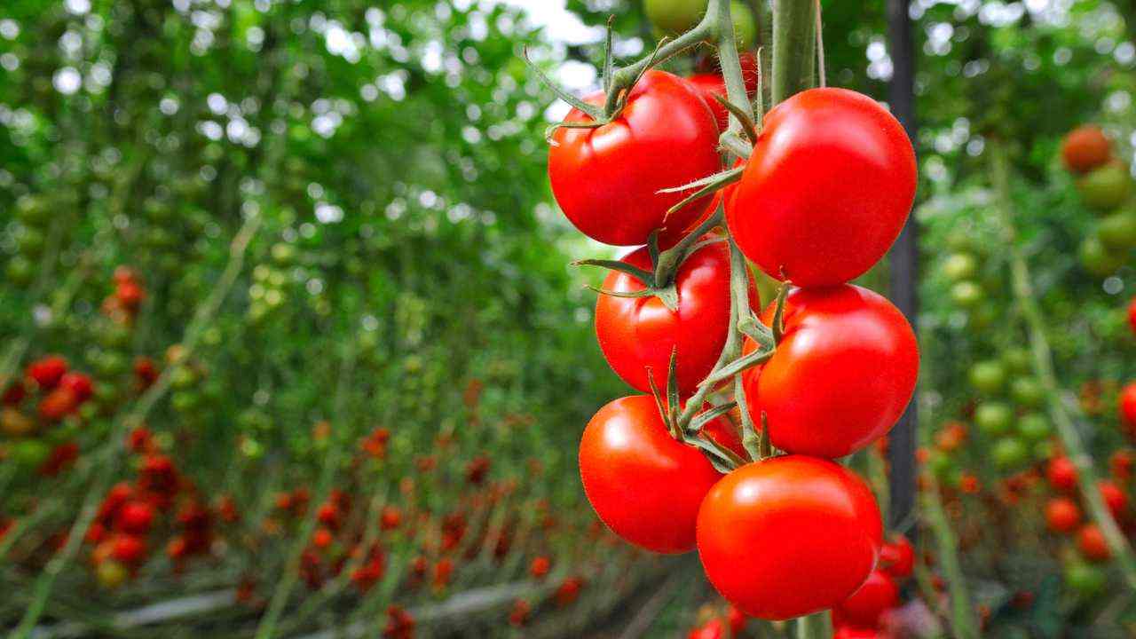 pomodori e cipolle coltivare vicini