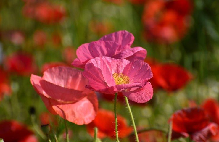 papavero fucsia campo 