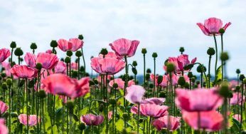 Papavero: i significati per ogni colore