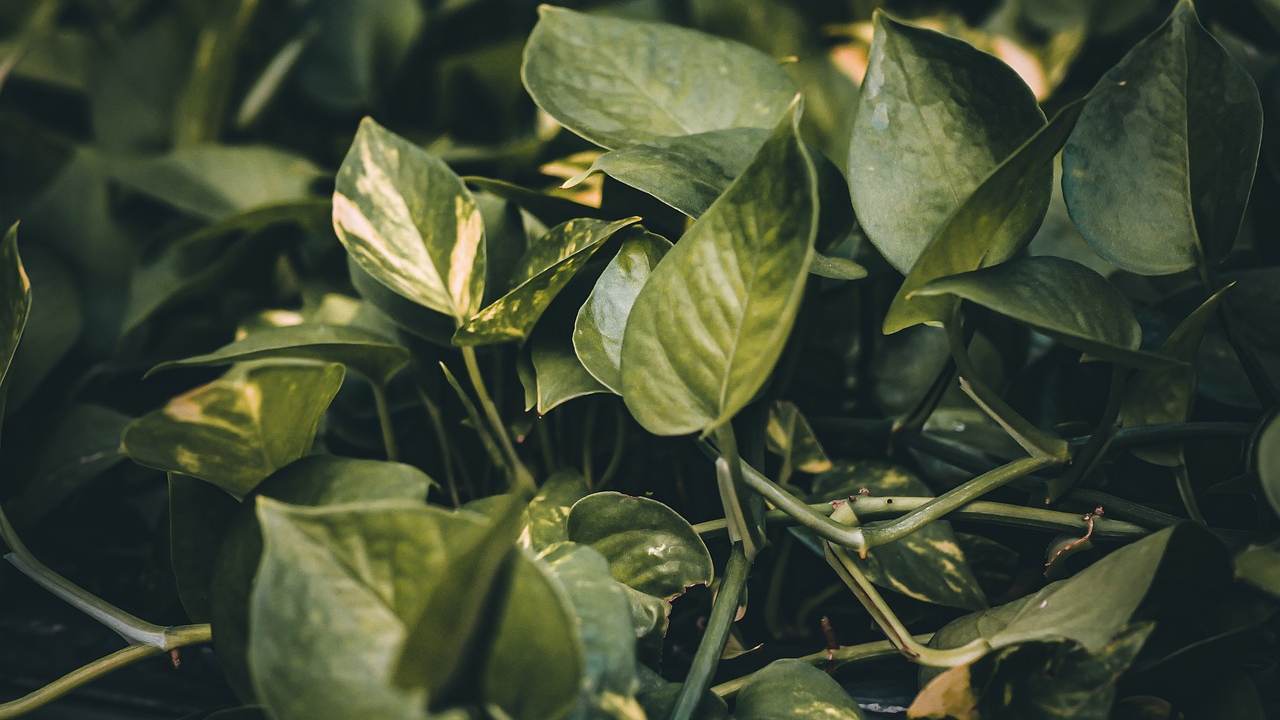 Pothos, você também pode cultivá-los em um copo – deixe-se surpreender!