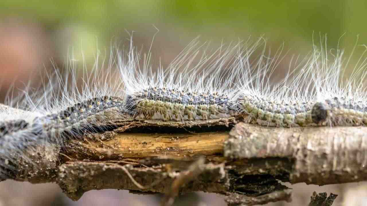 distinguere bruco processionaria del pino