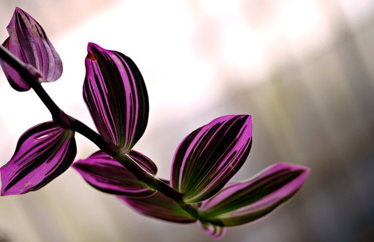 Tradescantia zebrina foglie 