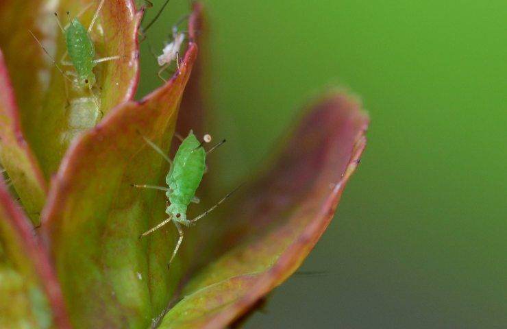 Afidi addio olio colza