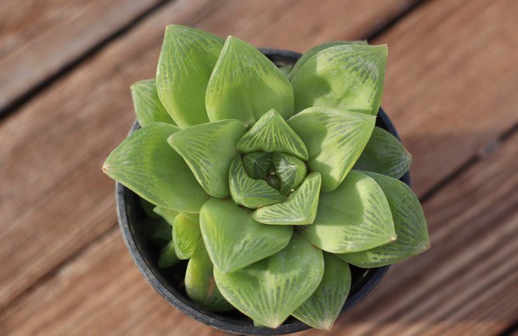 Haworthia Cooperi coltivazione 