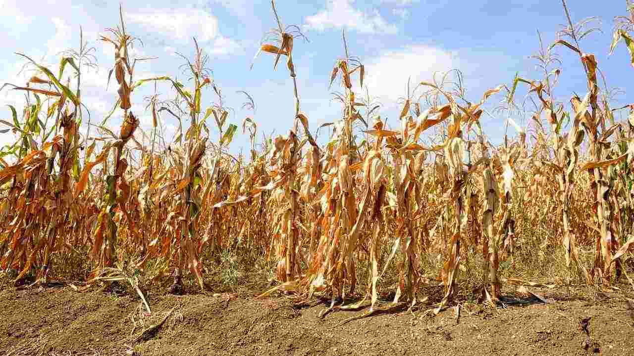 carenza di acqua in Italia