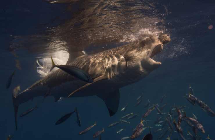 lo squalo megalodonte estinto prove