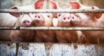 L’orribile realtà dei maiali destinati al macello: l’inchiesta scioccante – VIDEO